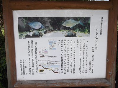 イタセンパラは国天然記念物です