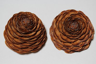 シーダーローズ マクロ