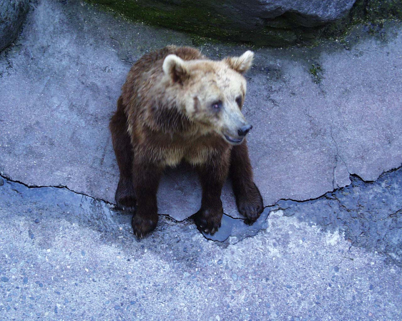 コディアック・ベア