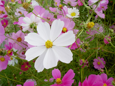 ���̕��X�L�[��R�X���X�E�I�b�`���O