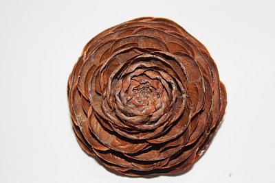 シーダーローズ