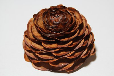 シーダーローズ マクロ