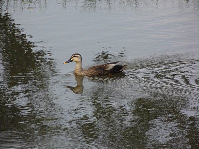 安田城 カルガモ