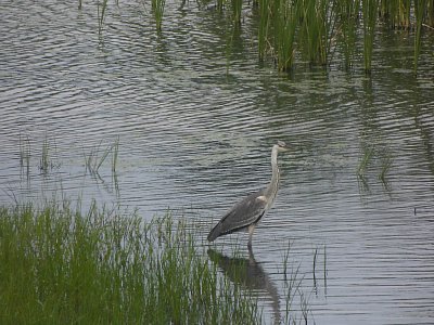 海王バードパーク アオサギ