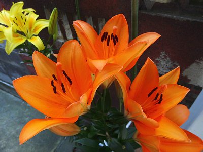 金屋南遺跡 漆椀