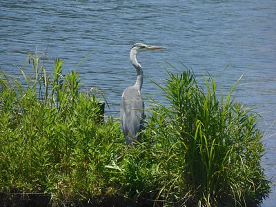 富岩運河環水公園野鳥観察舎 アオサギ