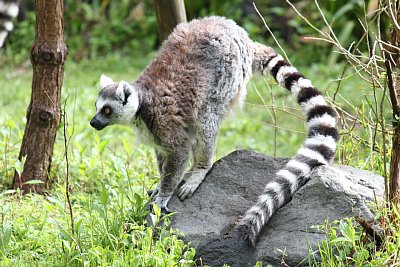 ワオキツネザル