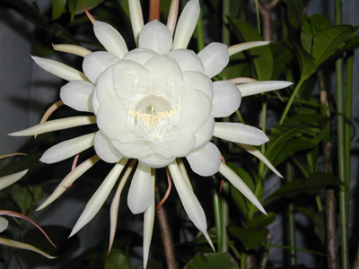 �������l�@�@2004�N7��21��