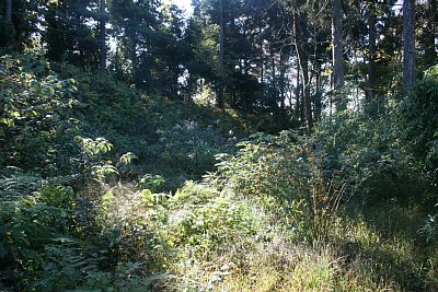 主郭はイマイチ削平が不十分です