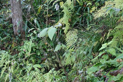 どうやら湧き水があるようですが