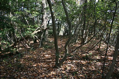 このあたりは小曲輪だったのでしょう