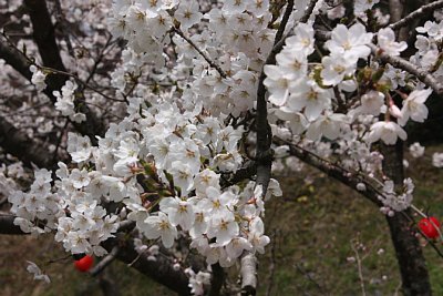 桜が開花しました