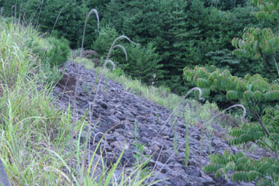 �V�[�����̉�����������