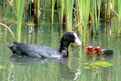 オオバンの親子