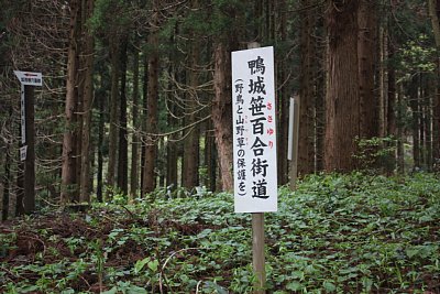 このあたりは笹百合が咲きます