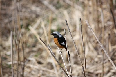 バードサンチュクアリで撮影したジョウビタキ