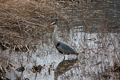 バードサンチュクアリで撮影したアオサギ