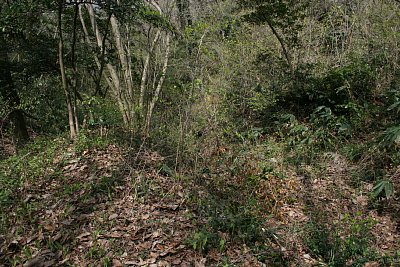 竪堀が並んでいる様子がわかります