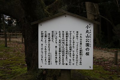 小丸山城天性丸跡は桜の名所です