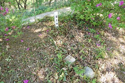 どうやら湧き水があるようですが