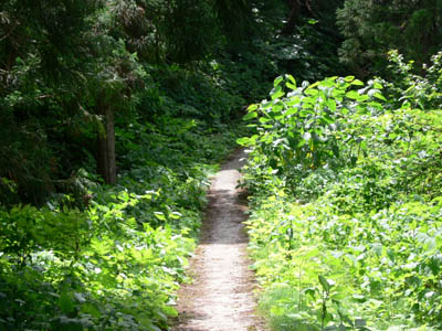 ���Ȃ�̋}���z��i�܂Ȃ��Ƃ����Ȃ��̂ł�