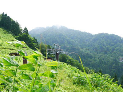 ���킷�̃X�L�[��̒���܂ł��������ł�