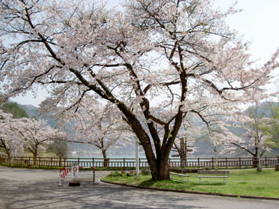 �_���T�C�g�͍����炫����Ă��܂���