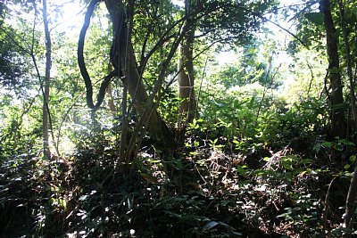 南櫓台も鐘搗堂と同様の土塁です