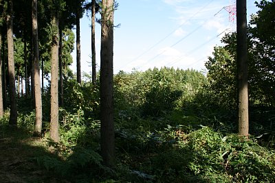 二の丸はやけにラフな状態です