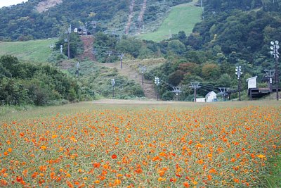 IOX�|AROSA�X�L�[��@�L�o�i�R�X���X