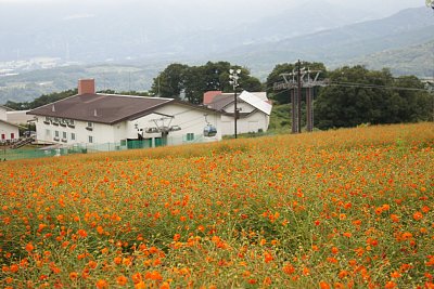 IOX�|AROSA�X�L�[��@�L�o�i�R�X���X