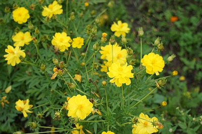 IOX�|AROSA�X�L�[��@�L�o�i�R�X���X