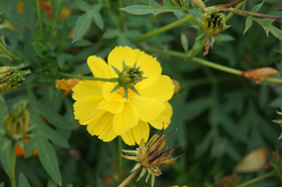 IOX�|AROSA�X�L�[��@�L�o�i�R�X���X