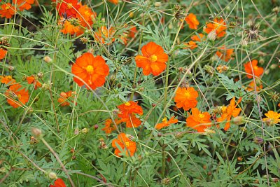 IOX�|AROSA�X�L�[��@�L�o�i�R�X���X