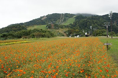 IOX�|AROSA�X�L�[��@�L�o�i�R�X���X