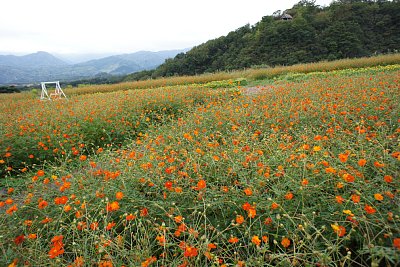 IOX�|AROSA�X�L�[��@�L�o�i�R�X���X