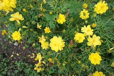 IOX�|AROSA�X�L�[��@�L�o�i�R�X���X