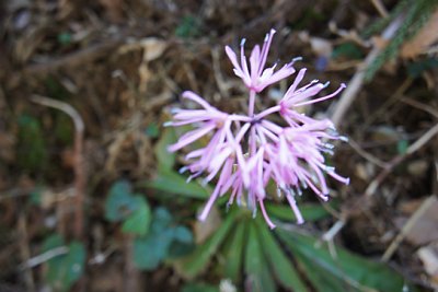 ���R��Ձ@�ԃ}�N��