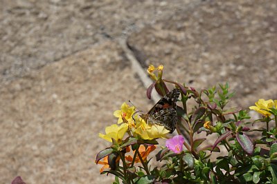 �q���L�}�_���q�J�Q