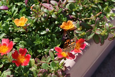 �q���L�}�_���q�J�Q