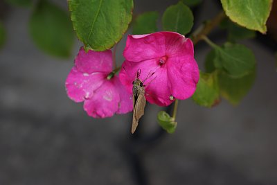 �`���o�l�Z�Z��