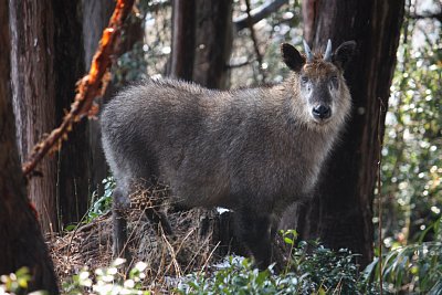 ニホンカモシカ