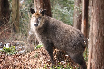 ニホンカモシカがこちらを伺っています