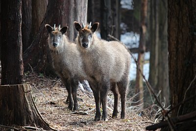 ニホンカモシカ