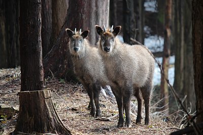 右が雌、左が雄と思われます