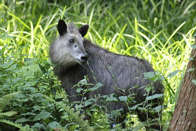 こちらを伺っています
