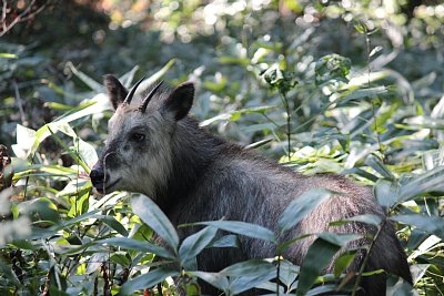 角が細いからオスかな