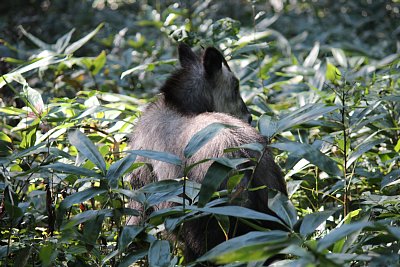 あっちへ向かいました