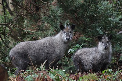 ニホンカモシカの親子です
