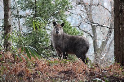 ニホンカモシカを発見しました